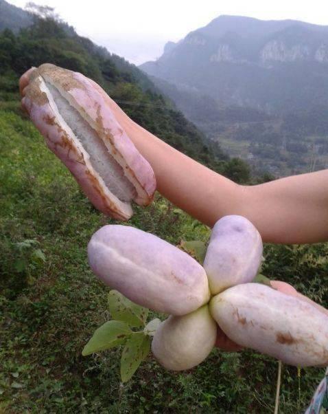 怎么样吃八月瓜好吃呢视频,视频教你如何吃出最佳口感