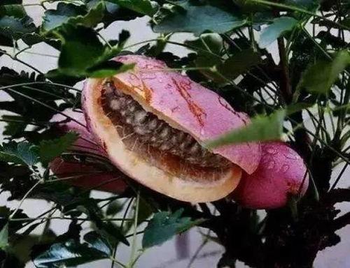 吃八月瓜治疗胃病吗视频,天然胃病良方，揭秘其神奇疗效