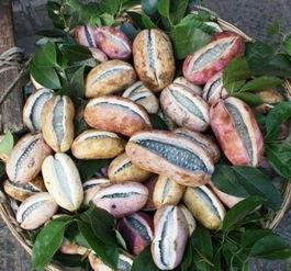 吃八月瓜治疗胃病吗视频,天然胃病良方，揭秘其神奇疗效