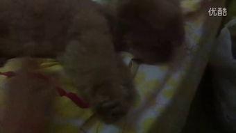 桶姐吃瓜视频全集,揭秘娱乐圈幕后真相