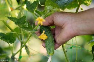 瓜花藤怎么吃效果最好视频,最佳食用方法揭秘