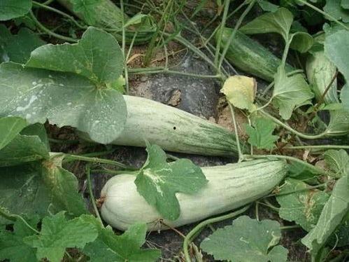 吃酥瓜不吃瓤长胖吗视频,真的不会长胖吗？揭秘真相