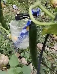 临安吃瓜事件真相视频