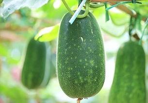 最新最热吃瓜视频,全网热议！最新吃瓜视频揭秘惊人内幕