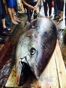 汕尾渔民吃瓜事件视频,一场引发社会关注的争议风波