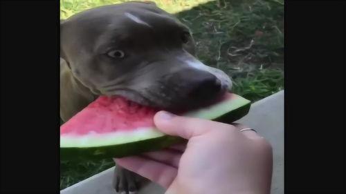 狗吃瓜视频大全,趣味横生的吃瓜瞬间大盘点