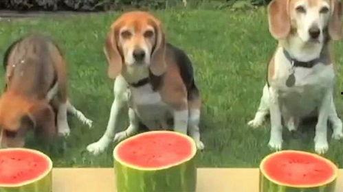 狗吃瓜视频大全,趣味横生的吃瓜瞬间大盘点