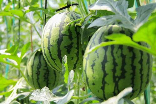 西瓜视频吃瓜入口免费观看,吃瓜入口，免费畅享精彩瞬间