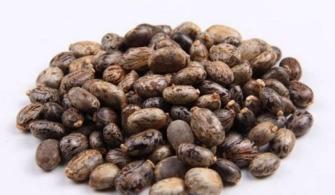 臭瓜萎的籽可以吃吗视频,营养与安全并重的美味探索