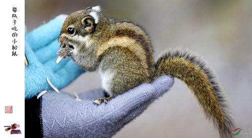 带你吃瓜松鼠视频下载百度云,揭秘热门视频下载百度云攻略