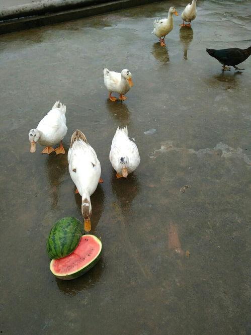 鸭吃瓜视频大全