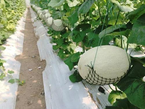 国庆节吃瓜视频,笑料百出，欢乐无限