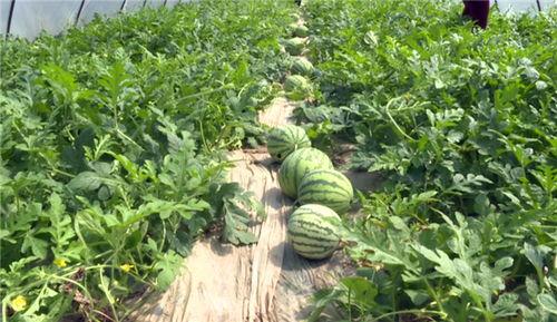 安平最新吃瓜消息曝光视频