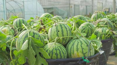 吃瓜网络素材视频,趣味横生，笑料百出