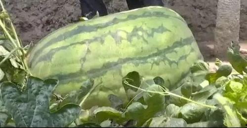 平度吃瓜群众事件视频播放