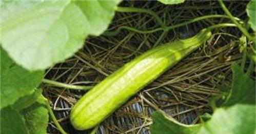 白瓜甜瓜皮可以吃吗视频,食用安全与营养价值大揭秘