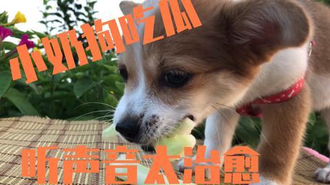 吃瓜的狗狗的视频,萌宠美食瞬间，萌态可掬引网友热议