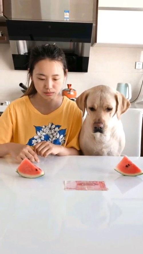 当代吃瓜比赛视频,一场视觉盛宴与味蕾挑战的巅峰对决