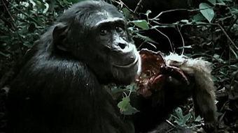 猩猩吃云南小瓜视频播放,趣味互动视频走红网络