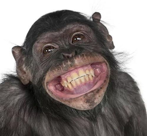 猩猩吃云南小瓜视频播放,趣味互动视频走红网络