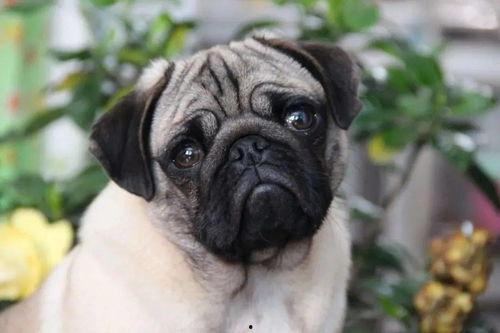 八哥狗吃哈密瓜可以吗视频