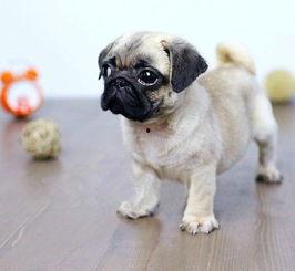 八哥狗吃哈密瓜可以吗视频