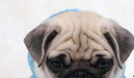 八哥狗吃哈密瓜可以吗视频