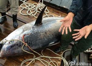 汕尾渔民吃瓜事件视频,一场引发社会关注的争议风波