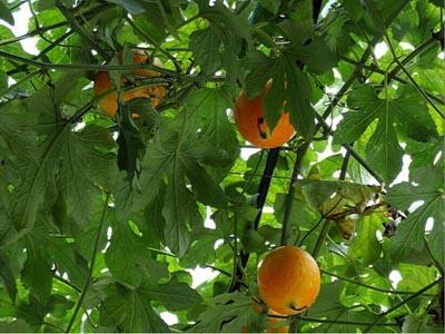 吃吊瓜的搞笑视频合集,吊瓜美食大作战，搞笑视频合集来袭！