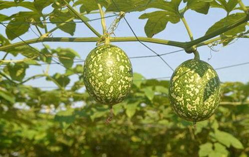 吃吊瓜的搞笑视频合集,吊瓜美食大作战，搞笑视频合集来袭！