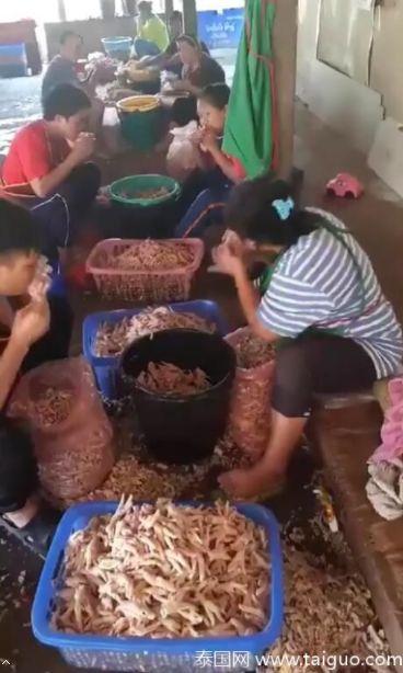 吃瓜吃无骨鸡爪的视频