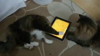 爆笑视频吃瓜吗是什么梗,揭秘网络热词背后的趣味与智慧