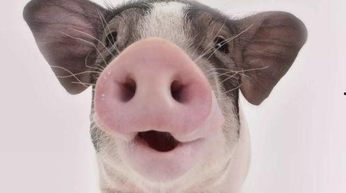 吃蜜瓜的猪视频,吃蜜瓜的猪视频萌翻网友