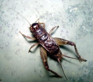 蟋蟀可以吃方瓜吗图片视频,一场奇妙的昆虫美食之旅