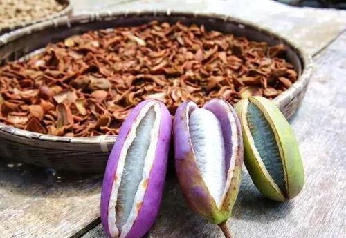 燕子吃八月瓜视频播放