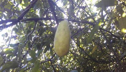 燕子吃八月瓜视频播放