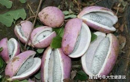 燕子吃八月瓜视频播放