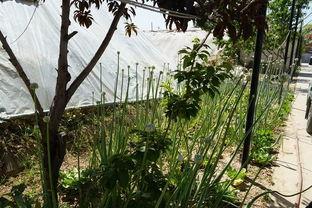 山水吃瓜群众视频大全集,揭秘视频大全集中的趣味瞬间