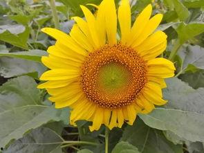 改编歌曲吃瓜赏花视频大全,热门改编歌曲视频集锦