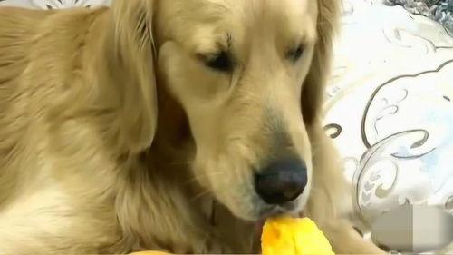 金毛蛋黄吃瓜视频,萌态十足引网友爆笑