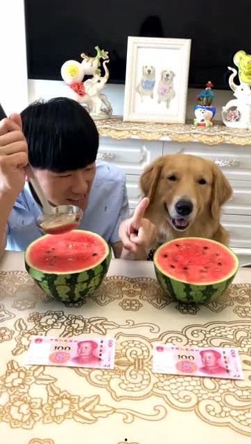 金毛蛋黄吃瓜视频,萌态十足引网友爆笑