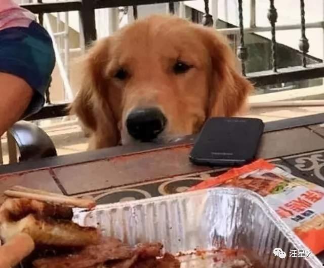 金毛蛋黄吃瓜视频,萌态十足引网友爆笑