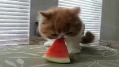 皮皮的搞笑视频吃瓜的,吃瓜群众欢乐多