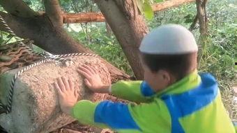 马哥吃哈密瓜视频,一场视觉与味蕾的双重享受