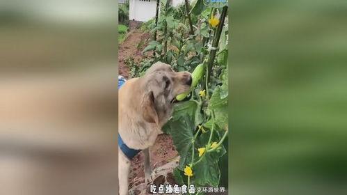 反派小狗吃瓜视频大全,盘点那些搞笑又心酸的瞬间