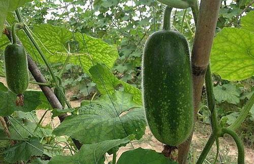 吃瓜视频背景怎么弄的