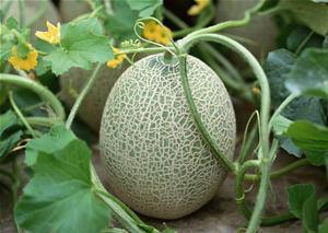 吃哈密瓜的傻瓜视频下载,视频下载见证欢乐时光