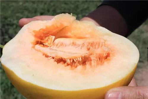 蜜瓜不削皮可以吃吗视频,揭秘健康美味新选择