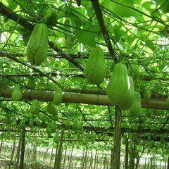 乡下小院吃瓜视频大全播放,小院吃瓜视频大全，夏日清凉一夏